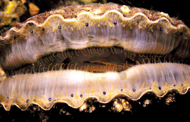 Das Husten der Muscheln