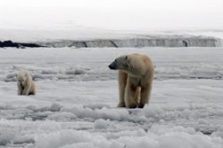 Leser-Reise 2013: Auf zu den Eisbären!