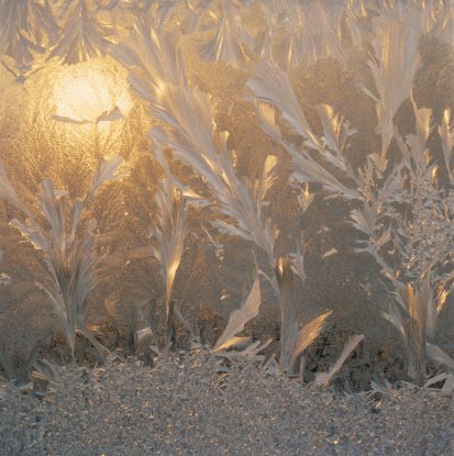 Video der Woche: Eisblumen im Zeitraffer