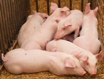 Antibiotikum wird zum Bakterienfutter