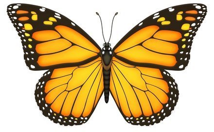 Auf Tournee mit einem Schmetterling