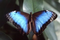 Ausstellung Tropische Schmetterlinge