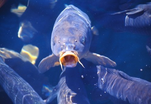 Fischige Kompassnadeln