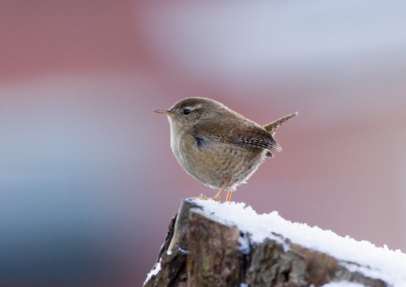 Heute bin ich Schneekönig