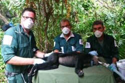 Münsteraner Zoologen retten seltene Affen