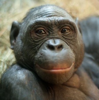 Bonobos teilen lieber mit Fremden als mit Freunden