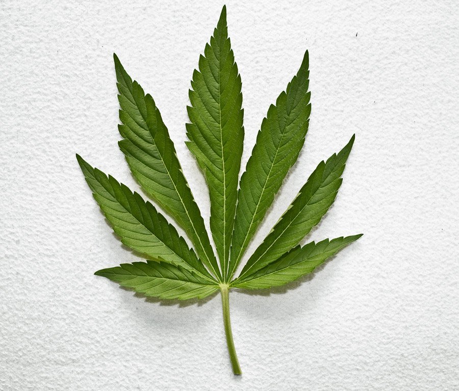 Nicht dümmer durch Cannabis