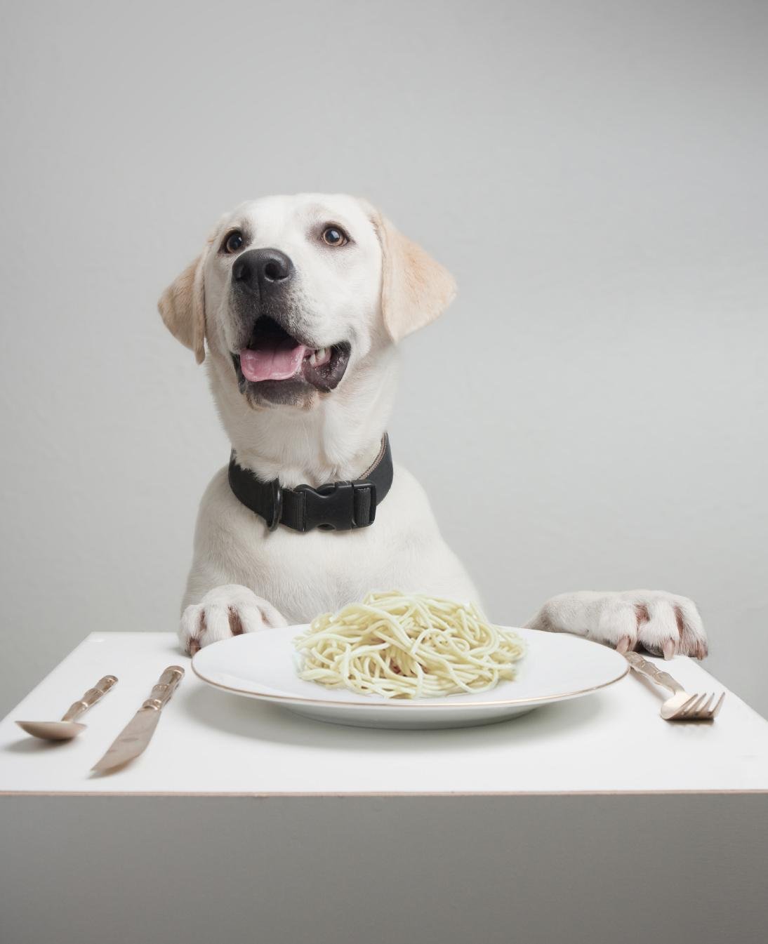 Was den Hund zum Hund machte