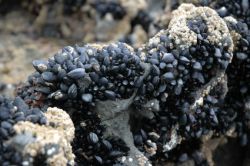 Die Kraft der Miesmuscheln