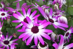 Giftige Warzenkiller