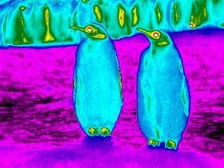 Pinguine, gut gekühlt
