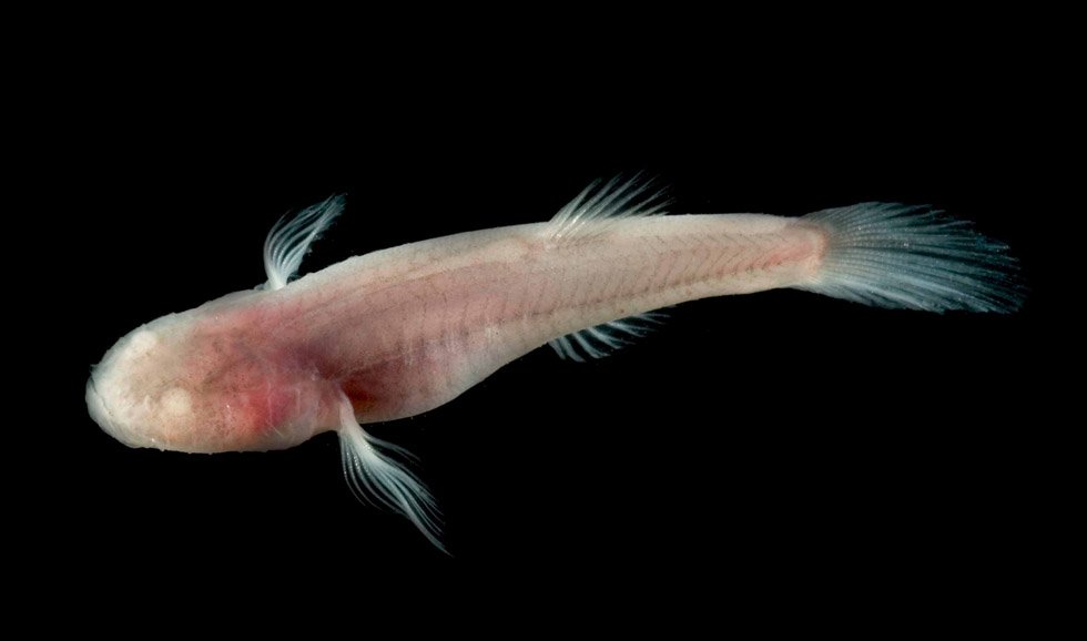 Taubblinde Fische