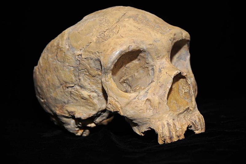 Warum Neandertaler schlechter denken konnten als wir