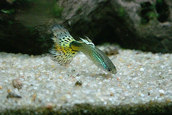 Guppy-Sprünge enträtselt