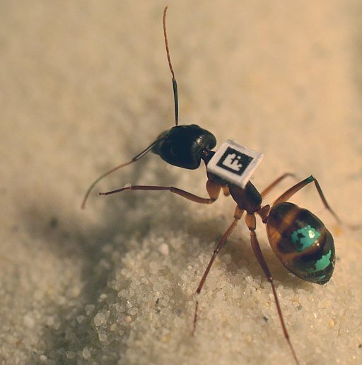Observierte Ameisen