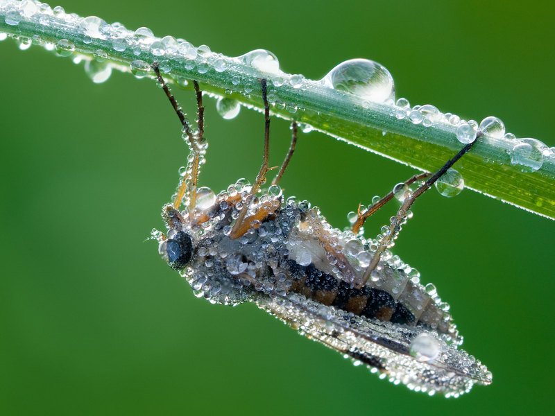 Springende Tropfen