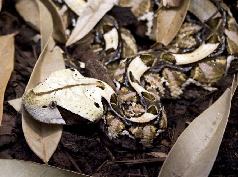 Camouflage mit Superschwarz