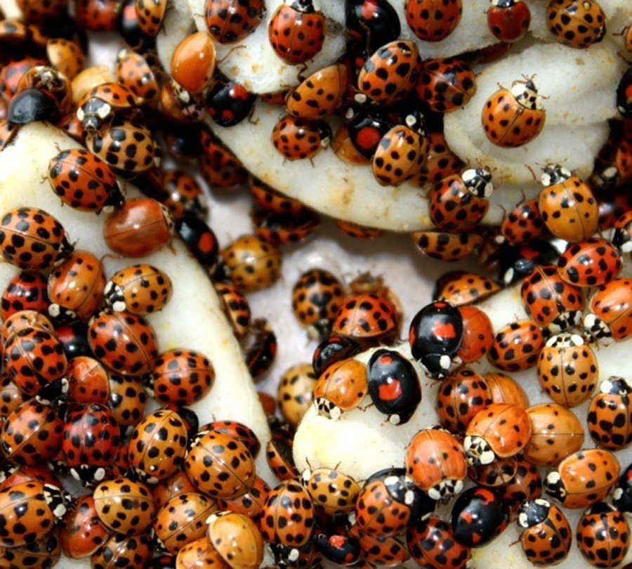 Invasion mit Biowaffe