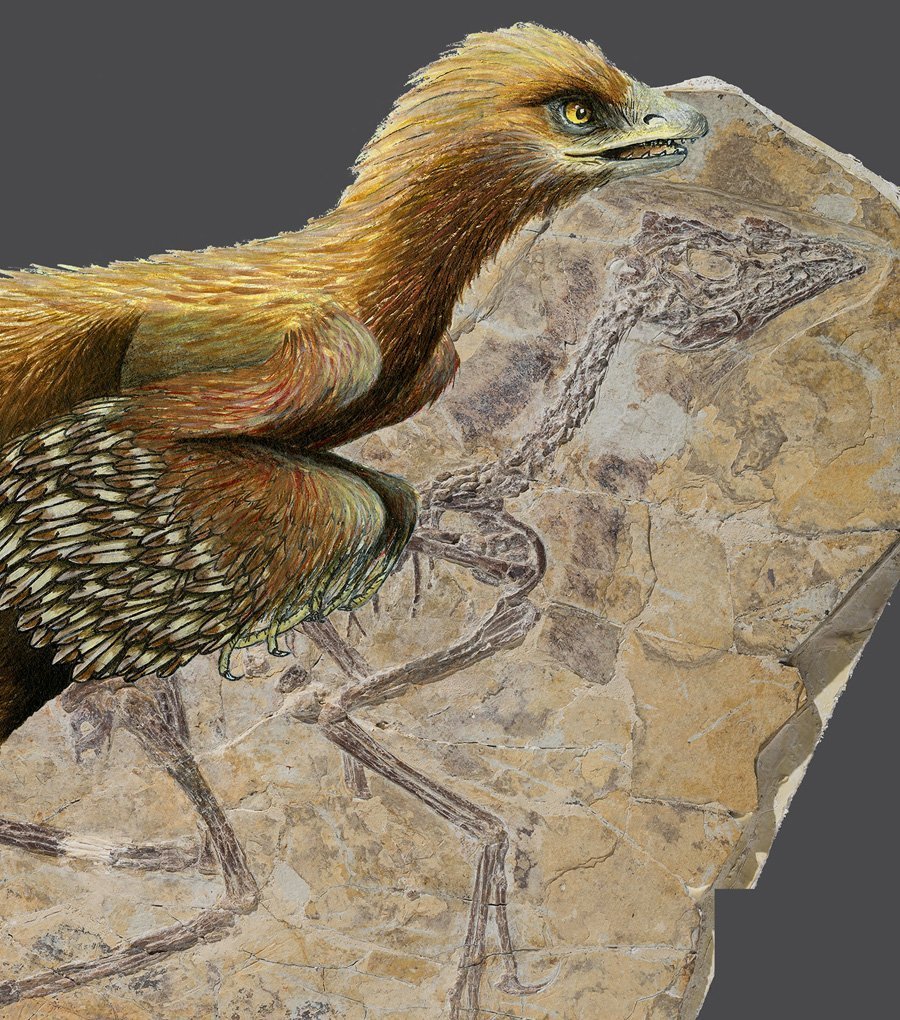 Revanche für Archaeopteryx
