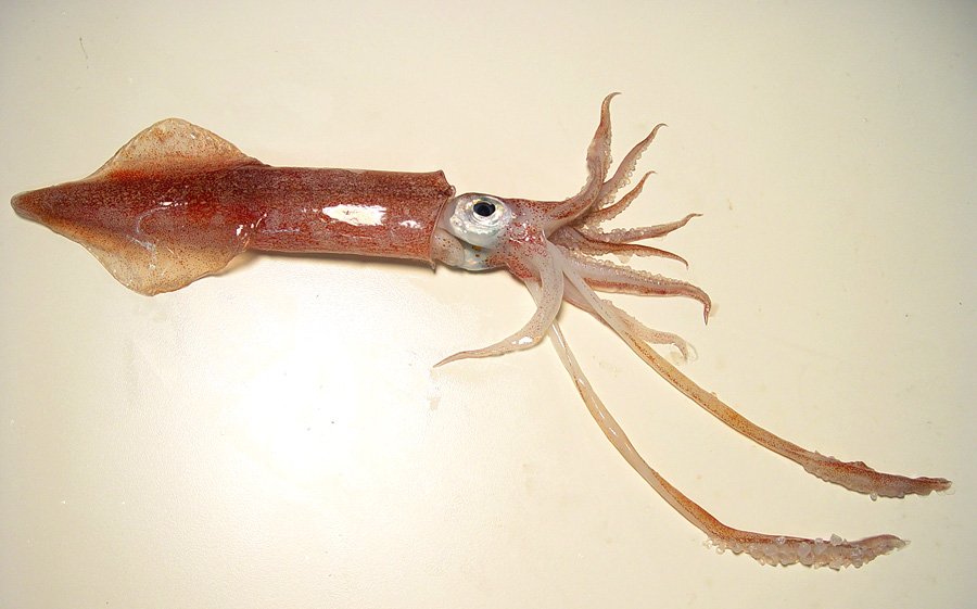 Tintenfische versauern