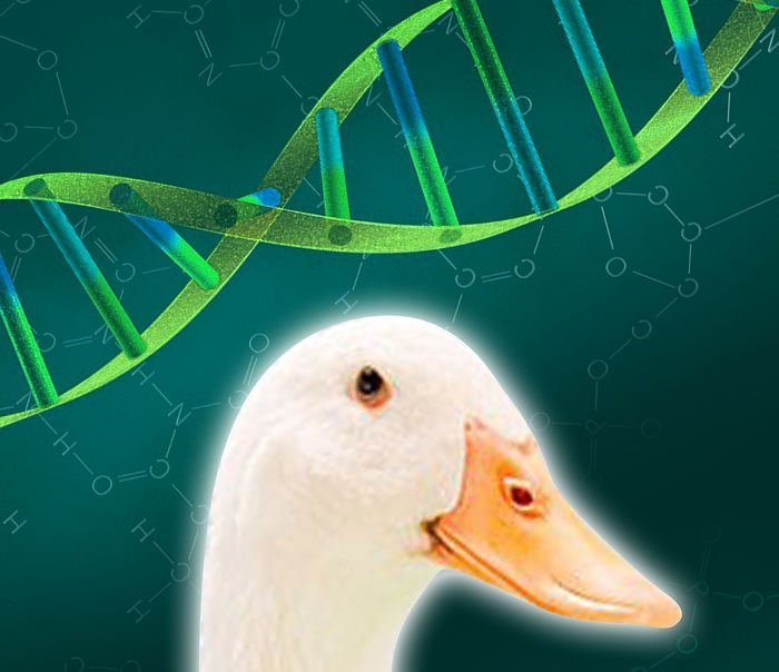 Die Vogelgrippe im Spiegel des Entengenoms