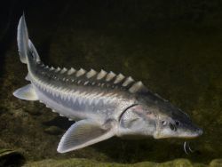 Die Zukunft eines lebenden Fossils