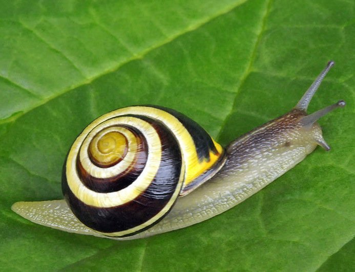 Schnecken mit Migrationshintergrund