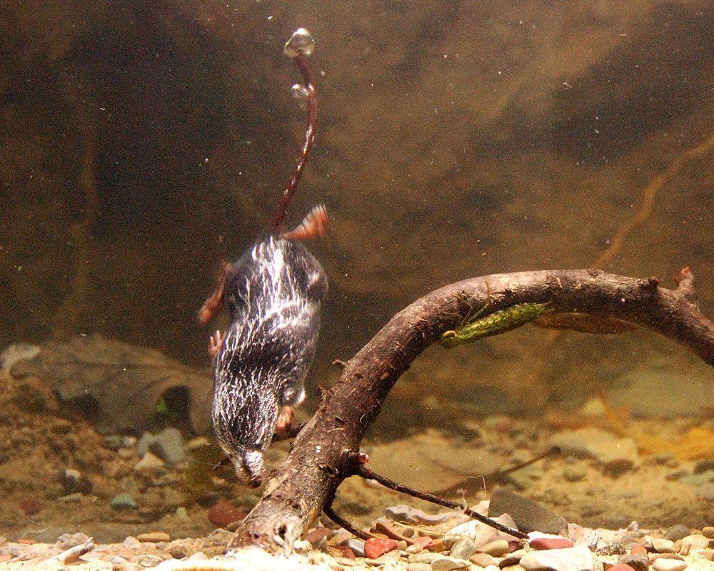TierischeTauchkünste