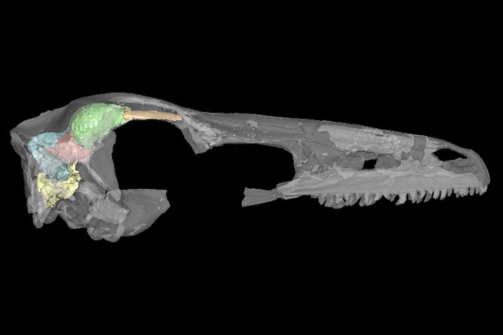 Feder-Dinos mit flugbereitem Gehirn