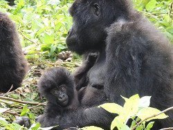 In Ruanda wird jedes Gorilla-Baby gefeiert wie ein Nationalheld