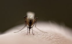 Mensch Mücke: Warum die nervigen Stechinsekten wichtige Hilfskräfte der Evolution
sind