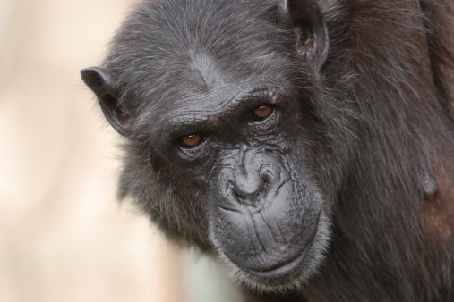 Tierisches Langzeitgedächtnis
