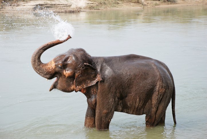 Wasser(kühlung) für die Elefanten