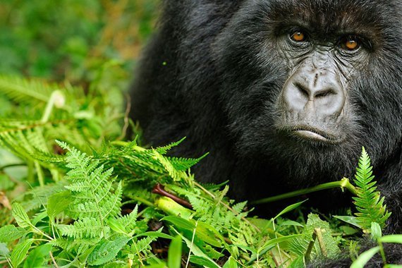 Afrikas ältestem Nationalpark droht ökologisches Desaster