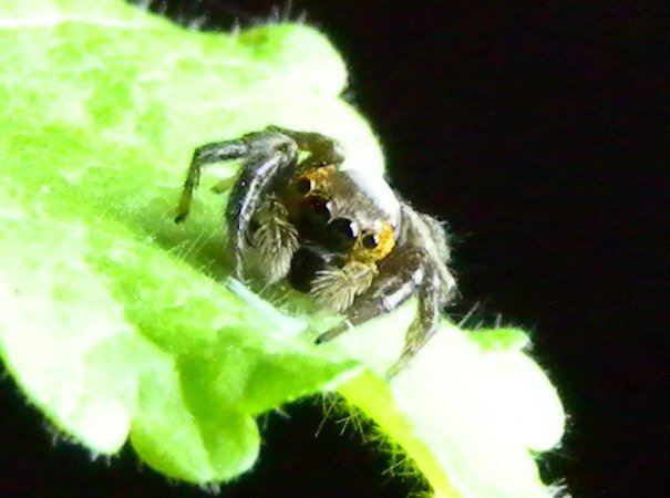 Warum Springspinnen seilspringen