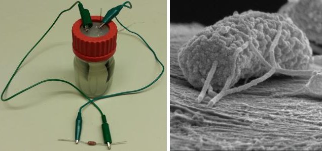 Abwasser-Bakterien-Batterie entwickelt