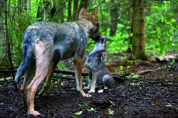 "Das Spannendste war die Lauer auf den Wolf"