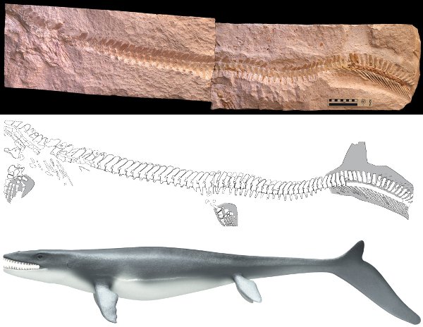 Meeresreptil mit Haifisch-Antrieb