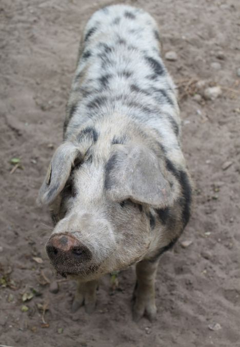 Steinzeit: Kulturaustausch durch Schweinehandel