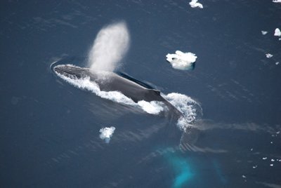 Verräterische Unterwasser-Laute