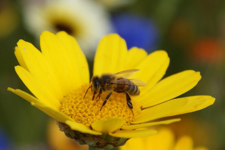 Abgase: Biene findet Blume nicht mehr