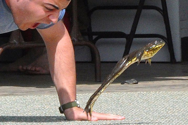 Froschige Rekorde