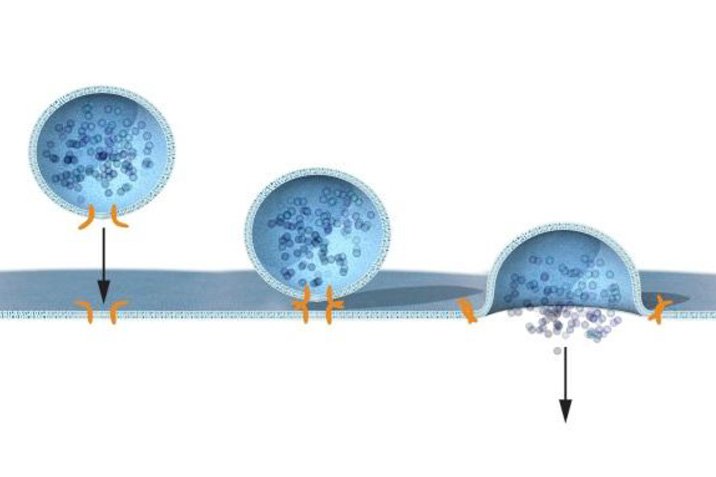 Medizin-Nobelpreis für Vesikel-Jäger