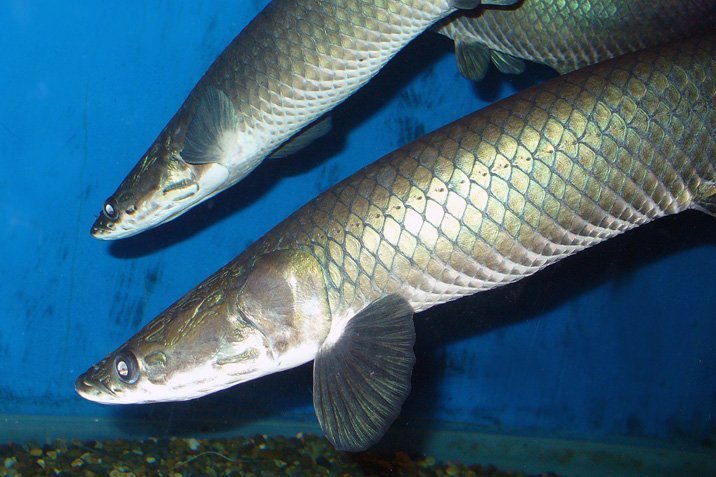 Raffinierter Piranha-Schutz