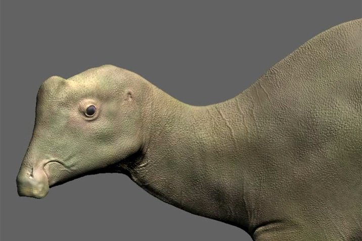Schüler entdeckt Babydino