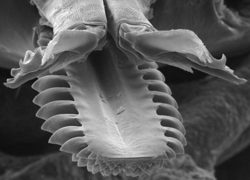 Zecken: Fieser Mechanismus entschlüsselt