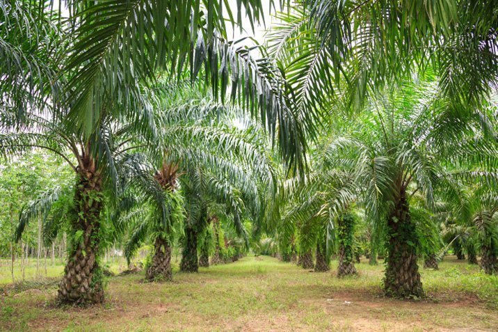 Biodiesel als CO2-Schleuder?
