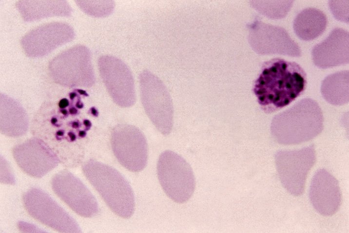 Malaria-Erreger: Gerissener als gedacht