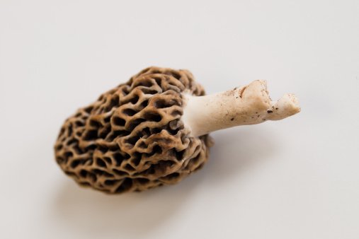 Pilz kultiviert Bakterien
