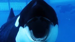 Wenn Orcas töten